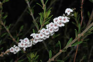 APII jpeg image of Epacris microphylla  © contact APII