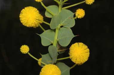 APII jpeg image of Acacia strongylophylla  © contact APII