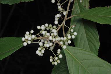 APII jpeg image of Callicarpa longifolia  © contact APII