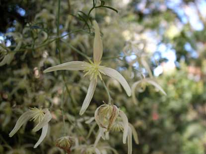 APII jpeg image of Clematis microphylla  © contact APII