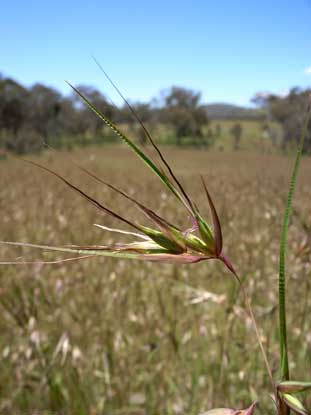 APII jpeg image of Themeda triandra  © contact APII