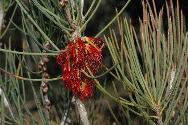 APII jpeg image of Calothamnus gracilis  © contact APII