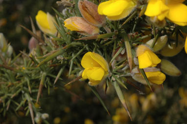 APII jpeg image of Ulex europaeus  © contact APII