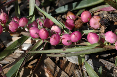 APII jpeg image of Eremophila debilis  © contact APII