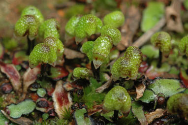 APII jpeg image of Asterella drummondii  © contact APII