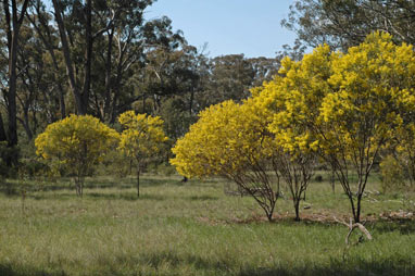 APII jpeg image of Acacia hakeoides  © contact APII