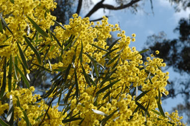 APII jpeg image of Acacia hakeoides  © contact APII