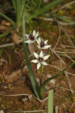 APII jpeg image of Wurmbea latifolia  © contact APII