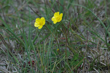 APII jpeg image of Ranunculus lappaceus  © contact APII