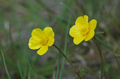 APII jpeg image of Ranunculus lappaceus  © contact APII