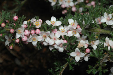 APII jpeg image of Boronia anemonifolia  © contact APII