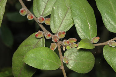 APII jpeg image of Ficus coronata  © contact APII