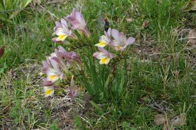 APII jpeg image of Freesia alba X Freesia leichtlinii  © contact APII