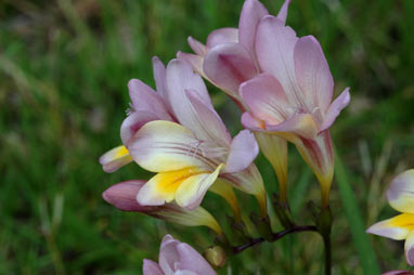 APII jpeg image of Freesia alba X Freesia leichtlinii  © contact APII