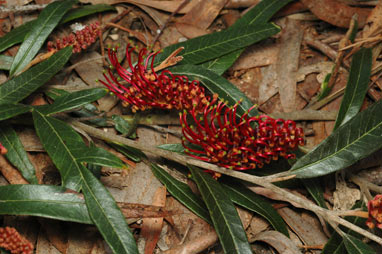 APII jpeg image of Grevillea asplenifolia 'Hunter Beauty'  © contact APII