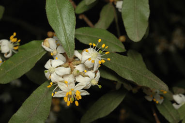 APII jpeg image of Asterolasia correifolia  © contact APII