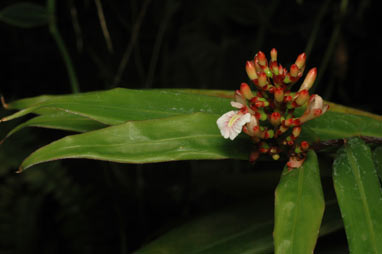 APII jpeg image of Alpinia  © contact APII