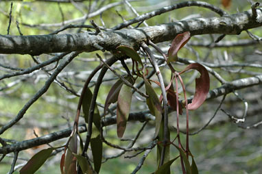 APII jpeg image of Amyema pendula subsp. pendula  © contact APII