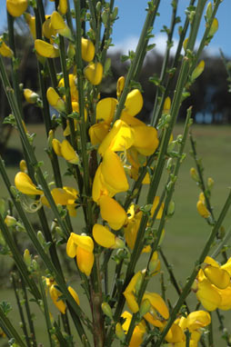 APII jpeg image of Cytisus scoparius  © contact APII