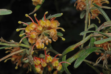 APII jpeg image of Grevillea polybractea  © contact APII