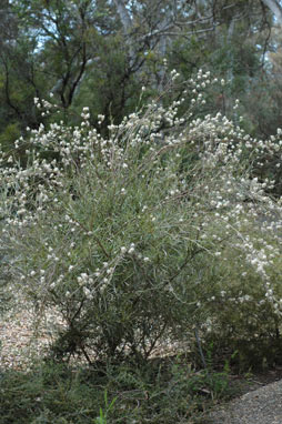 APII jpeg image of Grevillea endlicheriana  © contact APII