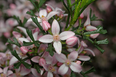 APII jpeg image of Boronia anemonifolia subsp. variabilis  © contact APII