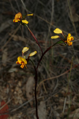 APII jpeg image of Diuris semilunulata  © contact APII