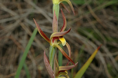 APII jpeg image of Lyperanthus suaveolens  © contact APII