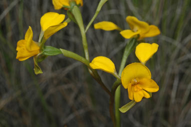 APII jpeg image of Diuris aequalis  © contact APII