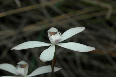 APII jpeg image of Stegostyla dimorpha  © contact APII