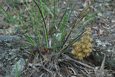 APII jpeg image of Lomandra multiflora  © contact APII