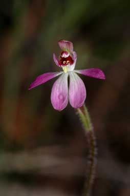 APII jpeg image of Petalochilus mentiens  © contact APII