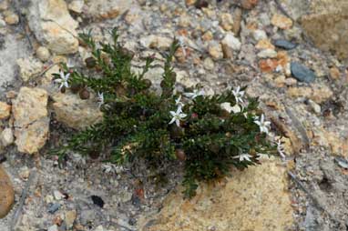 APII jpeg image of Rhytidosporum procumbens  © contact APII