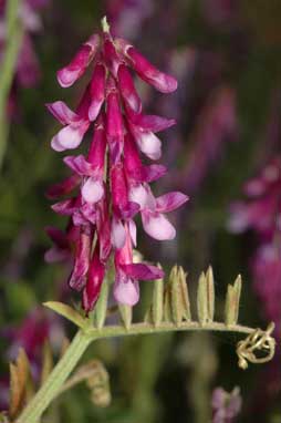 APII jpeg image of Vicia villosa subsp. eriocarpa  © contact APII