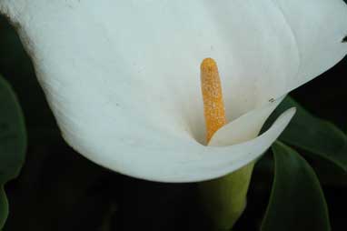 APII jpeg image of Zantedeschia aethiopica  © contact APII