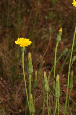 APII jpeg image of Hypochaeris radicata  © contact APII