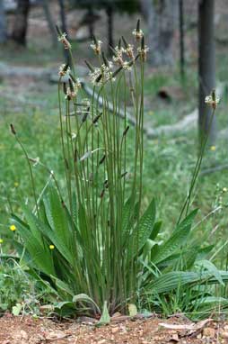 APII jpeg image of Plantago lanceolata  © contact APII