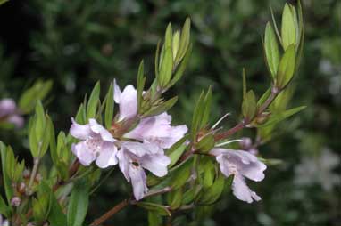 APII jpeg image of Westringia 'Glabra Cadabra'  © contact APII