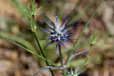 APII jpeg image of Eryngium ovinum  © contact APII