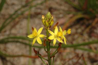 APII jpeg image of Bulbine semibarbata  © contact APII