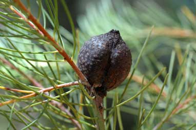 APII jpeg image of Hakea constablei  © contact APII