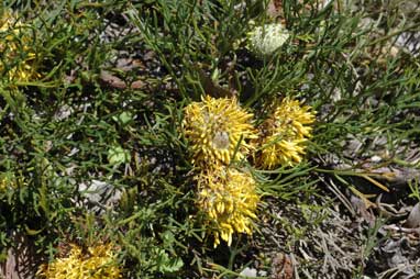 APII jpeg image of Isopogon prostratus  © contact APII