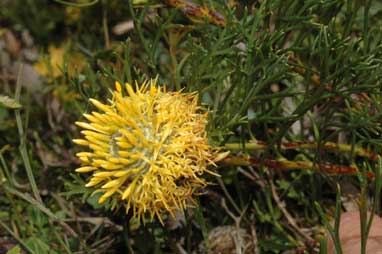 APII jpeg image of Isopogon prostratus  © contact APII