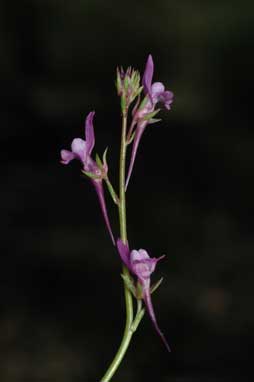 APII jpeg image of Linaria pelisseriana  © contact APII