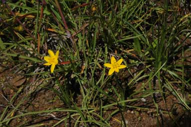 APII jpeg image of Hypoxis hygrometrica var. hygrometrica  © contact APII