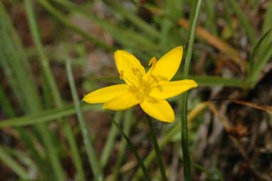 APII jpeg image of Hypoxis hygrometrica var. hygrometrica  © contact APII