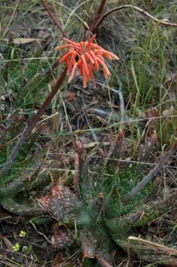 APII jpeg image of Aloe maculata  © contact APII