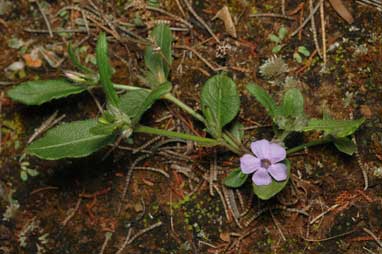 APII jpeg image of Brunoniella australis  © contact APII