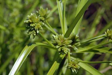 APII jpeg image of Cyperus eragrostis  © contact APII