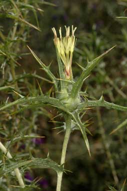 APII jpeg image of Carthamus lanatus  © contact APII